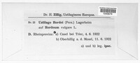 Ustilago hordei image